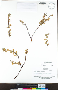 Salix geyeriana image