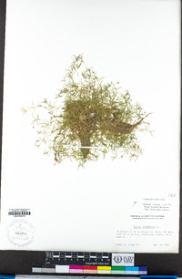 Sagina procumbens image