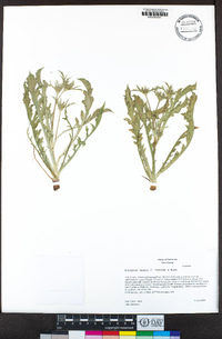 Eryngium vaseyi image