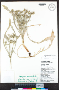 Eryngium aristulatum var. aristulatum image