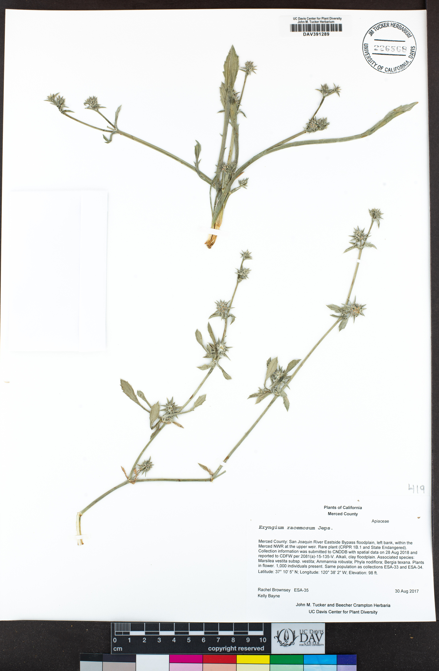 Eryngium racemosum image
