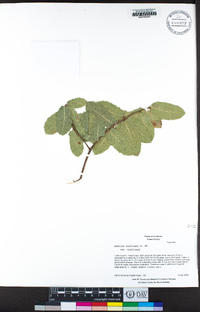 Quercus wislizeni var. wislizeni image