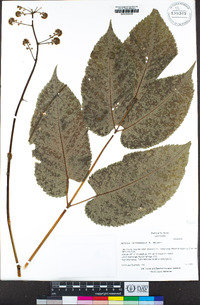 Aralia californica image