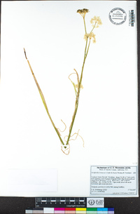 Perideridia lemmonii image