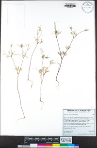 Apiastrum angustifolium image