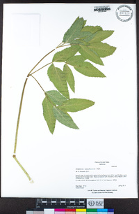 Angelica californica image