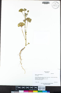 Malva parviflora image