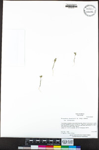 Navarretia divaricata subsp. divaricata image