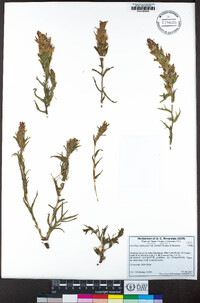 Castilleja applegatei subsp. pallida image