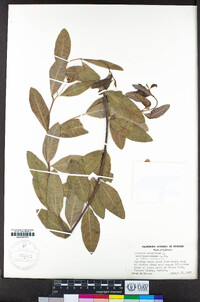 Apocynum cannabinum image