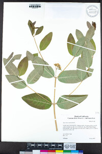 Apocynum cannabinum image