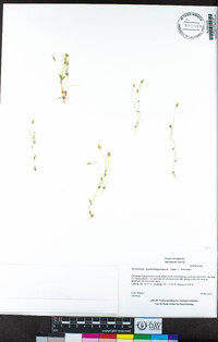Cicendia quadrangularis image