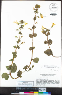 Erythranthe guttata image