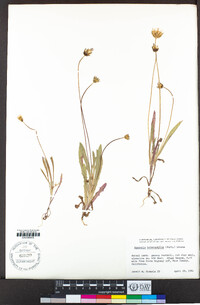 Agoseris heterophylla image