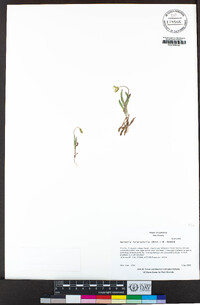 Agoseris heterophylla image