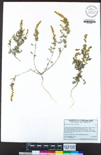 Ambrosia acanthicarpa image