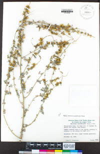 Ambrosia acanthicarpa image