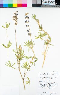 Lupinus argenteus var. palmeri image