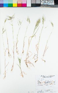 Bromus tectorum image