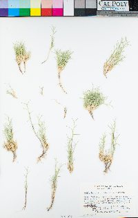 Muhlenbergia utilis image