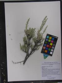 Artemisia tridentata image