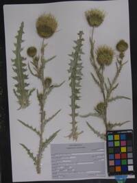 Cirsium cymosum image