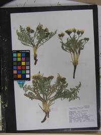 Crepis bakeri image