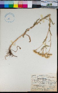 Achillea millefolium var. occidentalis image