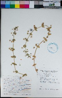 Lysimachia arvensis image