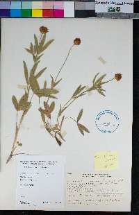 Trifolium longipes subsp. elmeri image