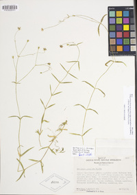 Stellaria longipes subsp. longipes image