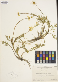 Ranunculus californicus image