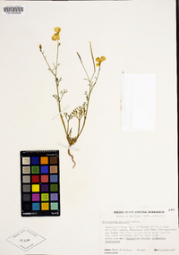 Eschscholzia parishii image