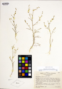 Streptanthus diversifolius image