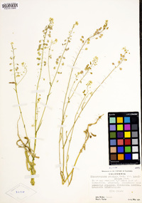 Thysanocarpus curvipes image