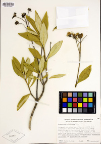 Carpenteria californica image