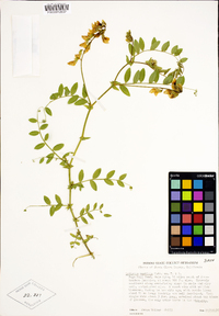 Lathyrus vestitus image