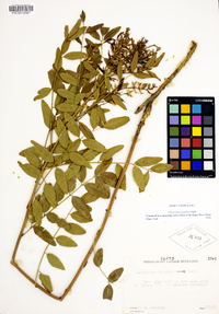 Glycyrrhiza lepidota image