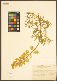 Lupinus arboreus image