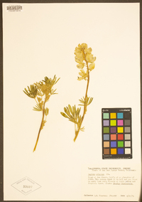 Lupinus arboreus image