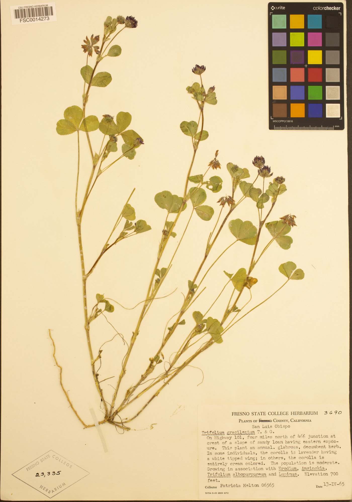 Trifolium gracilentum image