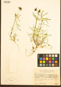 Trifolium willdenovii image