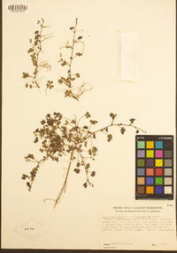 Oxalis corniculata image