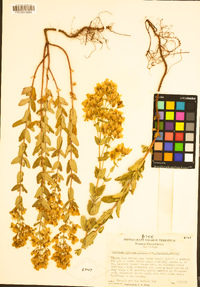 Hypericum scouleri image