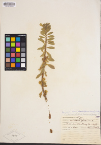 Camissoniopsis cheiranthifolia image