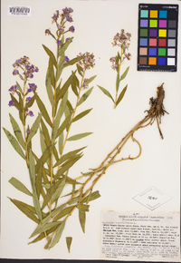 Chamerion angustifolium image