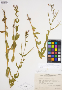 Epilobium ciliatum subsp. glandulosum image