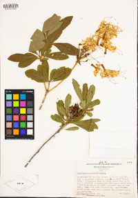 Rhododendron occidentale image