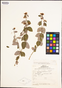 Apocynum androsaemifolium image