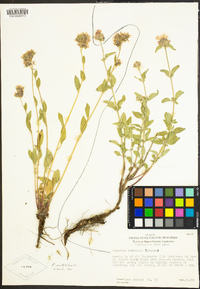 Phacelia mutabilis image